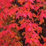 夫婦で共に歩んで４０回目の結婚記念日に思うこと・・・