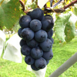 ３週目　聖書通読地図【聖書通読は何ページ読んだかではなくどれだけ恵みの光を見つけたかが重要】