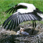 神様の御翼（みつばさ）の陰に憩う。そこにあるのは安全・立場・約束