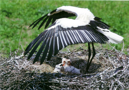 神様の御翼（みつばさ）の陰に憩う。そこにあるのは安全・立場・約束