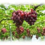 【聖書通読第４週５日目】創世記48章49章マタイ20章「祝福を渡す信仰」「言葉を残す信仰」「比較から自由になる信仰」