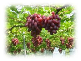 【聖書通読第4週5日目】創世記48章49章マタイ20章「祝福を渡す信仰」「言葉を残す信仰」「比較から自由になる信仰」