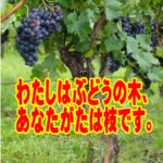 ④【わたしはぶどうの木、あなたがたは枝です】枯れゆく枝から、永遠のいのちが流れる「ぶどうの木」へ