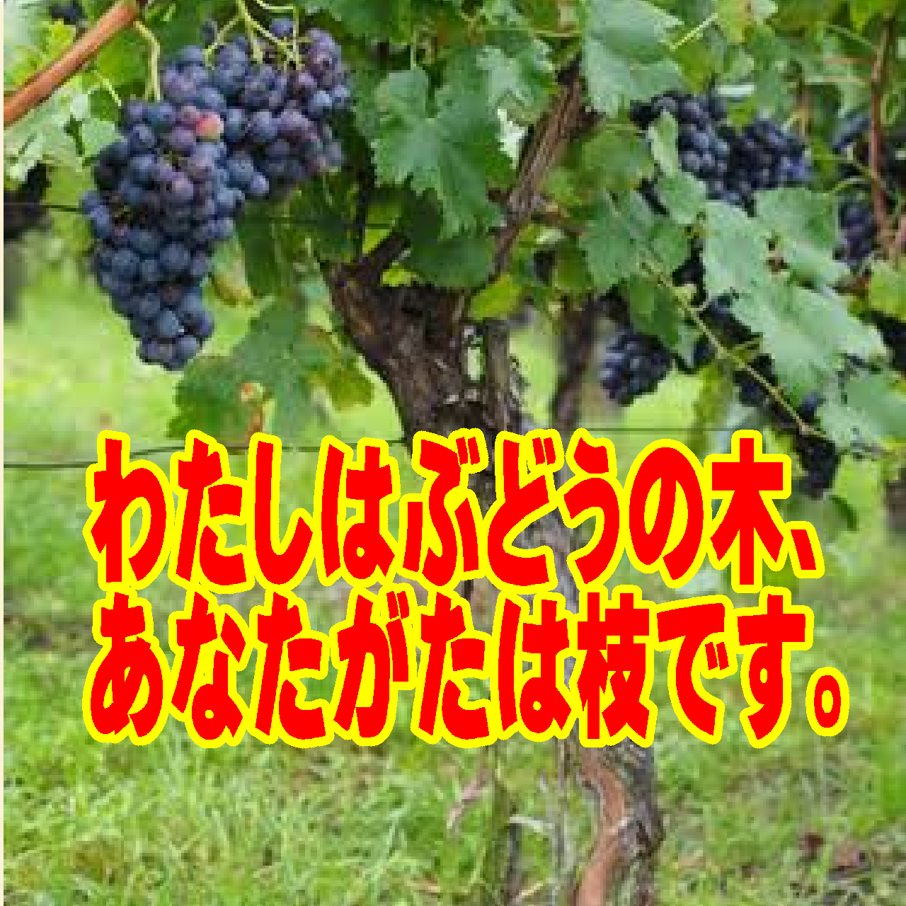 ④【わたしはぶどうの木、あなたがたは枝です】枯れゆく枝から、永遠のいのちが流れる「ぶどうの木」へ