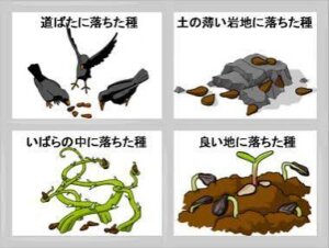 ②【４つの地にまかれた種のたとえ】奇跡の花を咲かせる「心の土壌」——時を超える命の種