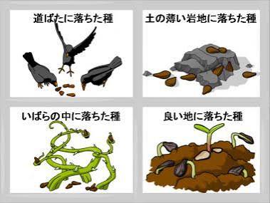 ②【４つの地にまかれた種のたとえ】奇跡の花を咲かせる「心の土壌」——時を超える命の種